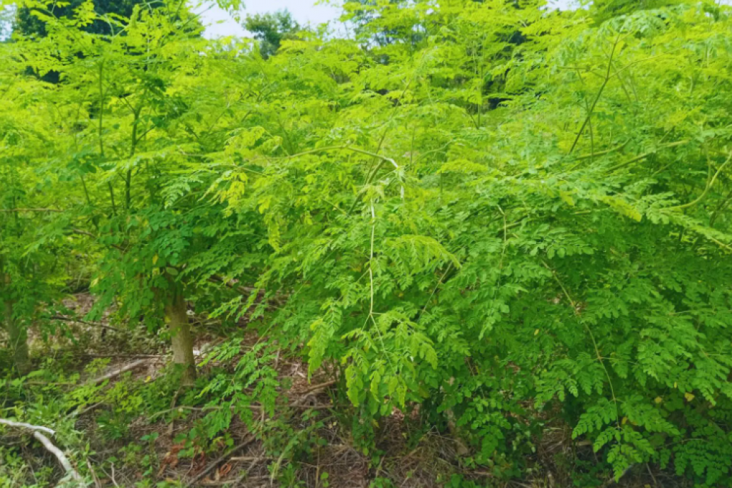 A Entre Ríos la hoja seca llega para mezclar con la yerba para el mate