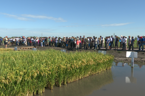 Dia a Campo de Arroz 2025 - San Salvador, Entre Ríos