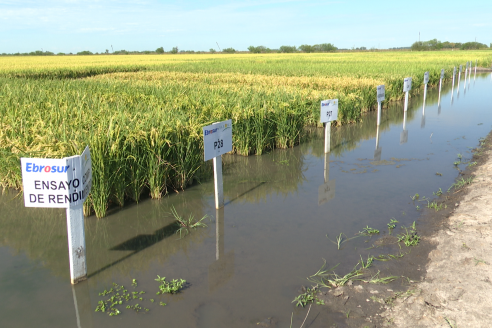 Dia a Campo de Arroz 2025 - San Salvador, Entre Ríos