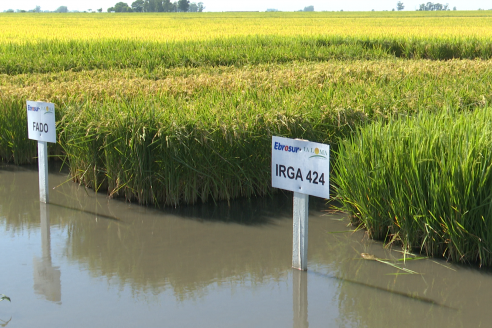 Dia a Campo de Arroz 2025 - San Salvador, Entre Ríos