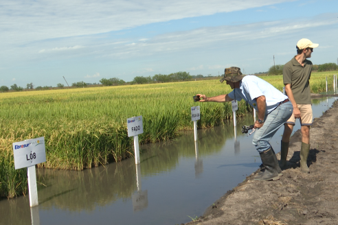 Dia a Campo de Arroz 2025 - San Salvador, Entre Ríos