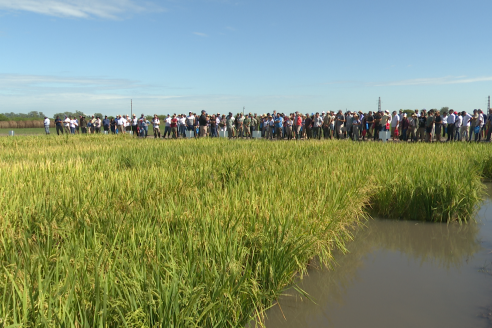 Dia a Campo de Arroz 2025 - San Salvador, Entre Ríos