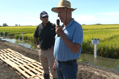 Dia a Campo de Arroz 2025 - San Salvador, Entre Ríos