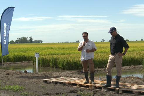 Dia a Campo de Arroz 2025 - San Salvador, Entre Ríos