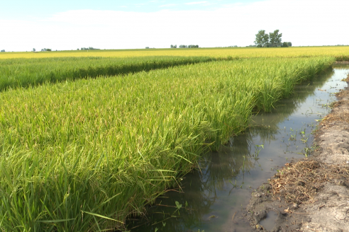 Dia a Campo de Arroz 2025 - San Salvador, Entre Ríos