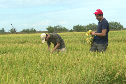 Dia a Campo de Arroz 2025 - San Salvador, Entre Ríos