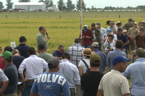 Dia a Campo de Arroz 2025 - San Salvador, Entre Ríos