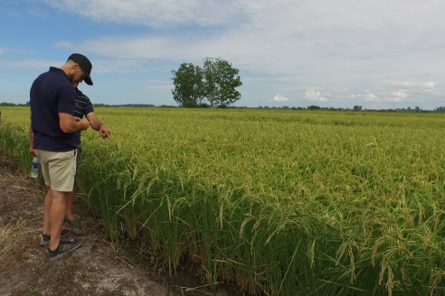 Dia a Campo de Arroz 2025 - San Salvador, Entre Ríos