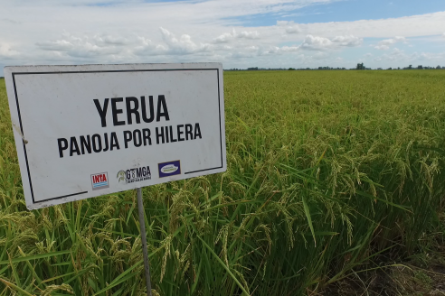 Dia a Campo de Arroz 2025 - San Salvador, Entre Ríos