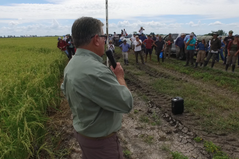 Dia a Campo de Arroz 2025 - San Salvador, Entre Ríos