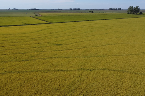 Dia a Campo de Arroz 2025 - San Salvador, Entre Ríos