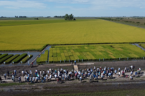 Dia a Campo de Arroz 2025 - San Salvador, Entre Ríos