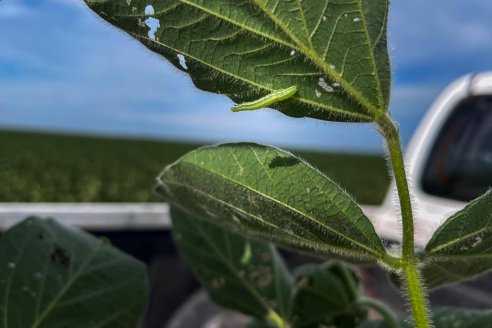 Con plagas que crecen y se hacen resistentes, una nueva molécula insecticida llega al mercado argentino