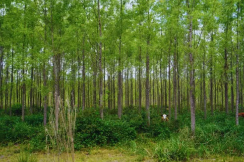 Sauce criollo: seleccionan clones nativos para la producción forestal