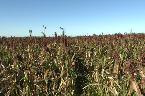 Cosecha de Sorgo en Estación Sosa : Mauro y Marcos Brondi