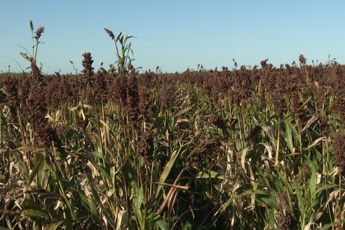 Cosecha de Sorgo en Estación Sosa : Mauro y Marcos Brondi