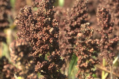 Cosecha de Sorgo en Estación Sosa : Mauro y Marcos Brondi