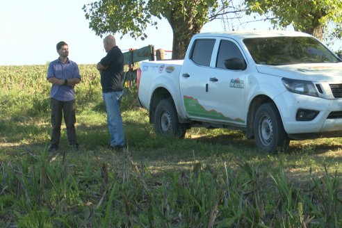 Cosecha de Sorgo en Estación Sosa : Mauro y Marcos Brondi