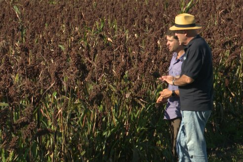 Cosecha de Sorgo en Estación Sosa : Mauro y Marcos Brondi