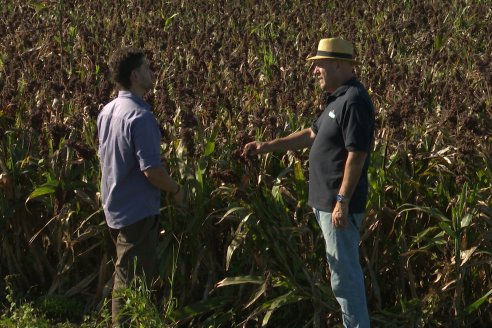 Cosecha de Sorgo en Estación Sosa : Mauro y Marcos Brondi