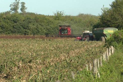 Cosecha de Sorgo en Estación Sosa : Mauro y Marcos Brondi