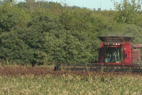 Cosecha de Sorgo en Estación Sosa : Mauro y Marcos Brondi