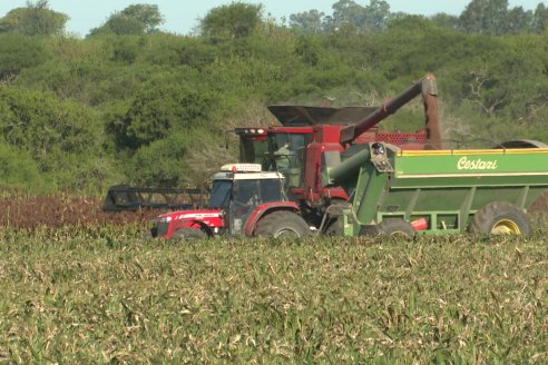 Cosecha de Sorgo en Estación Sosa : Mauro y Marcos Brondi