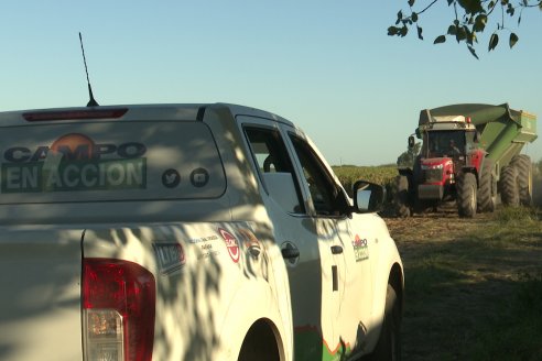 Cosecha de Sorgo en Estación Sosa : Mauro y Marcos Brondi