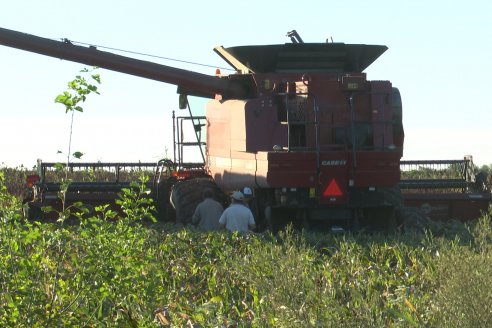 Cosecha de Sorgo en Estación Sosa : Mauro y Marcos Brondi