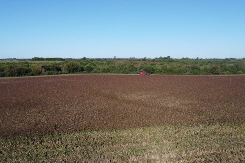 Cosecha de Sorgo en Estación Sosa : Mauro y Marcos Brondi