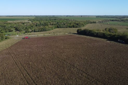 Cosecha de Sorgo en Estación Sosa : Mauro y Marcos Brondi