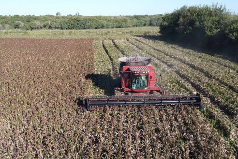 Cosecha de Sorgo en Estación Sosa : Mauro y Marcos Brondi