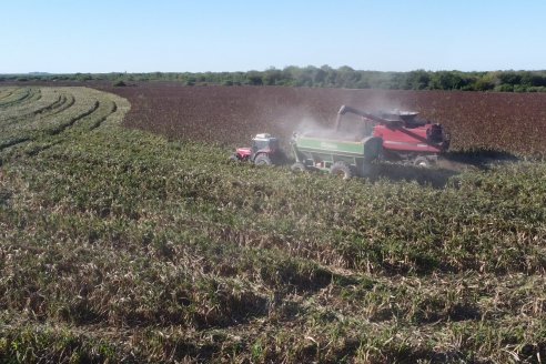 Cosecha de Sorgo en Estación Sosa : Mauro y Marcos Brondi