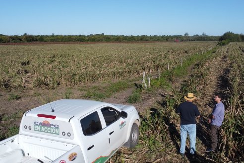 Cosecha de Sorgo en Estación Sosa : Mauro y Marcos Brondi