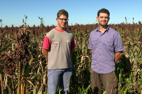 Cosecha de Sorgo en Estación Sosa : Mauro y Marcos Brondi