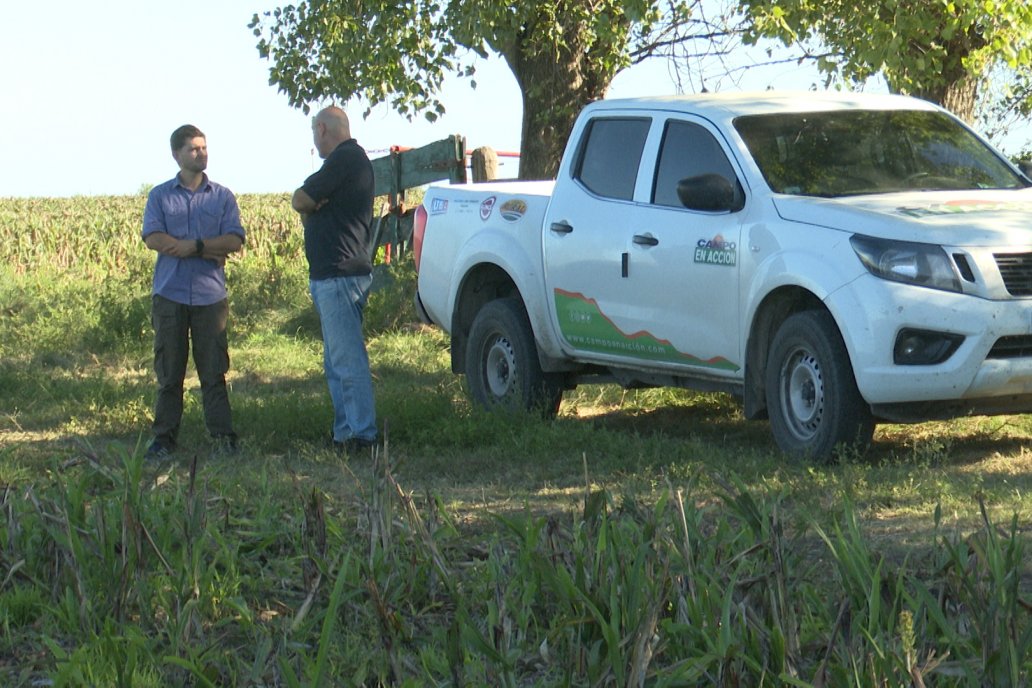 Cosecha de Sorgo en Estación Sosa : Mauro y Marcos Brondi