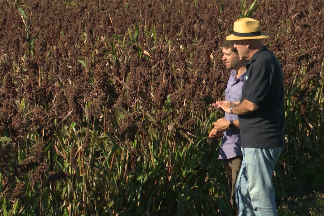 Cosecha de Sorgo en Estación Sosa : Mauro y Marcos Brondi