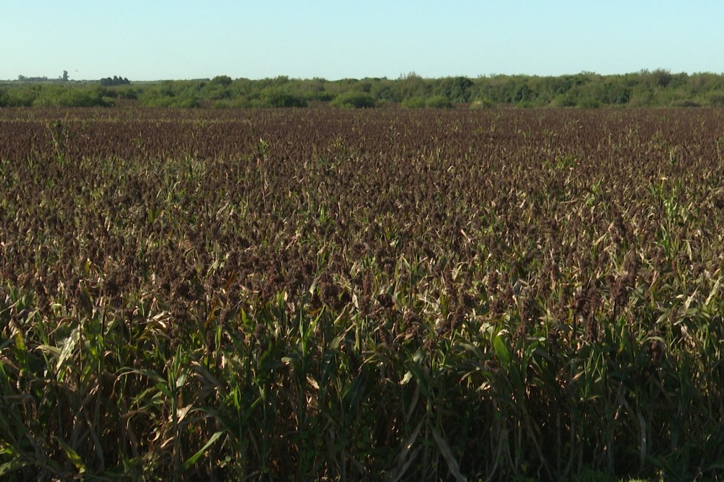 Cosecha de Sorgo en Estación Sosa : Mauro y Marcos Brondi