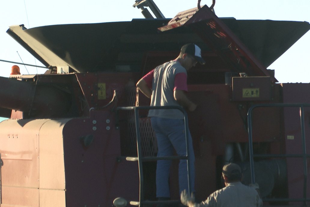 Cosecha de Sorgo en Estación Sosa : Mauro y Marcos Brondi