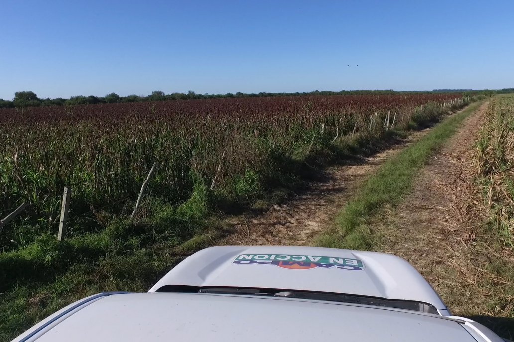 Cosecha de Sorgo en Estación Sosa : Mauro y Marcos Brondi