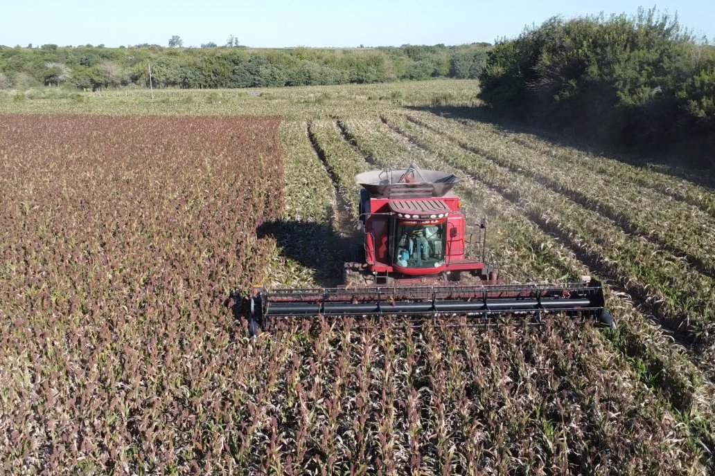 Cosecha de Sorgo en Estación Sosa : Mauro y Marcos Brondi