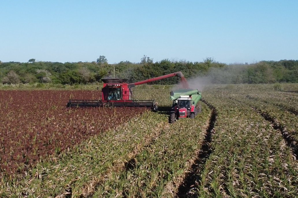 Cosecha de Sorgo en Estación Sosa : Mauro y Marcos Brondi