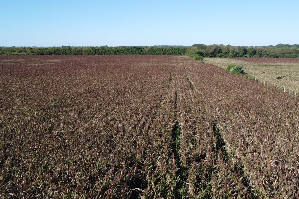 Cosecha de Sorgo en Estación Sosa : Mauro y Marcos Brondi