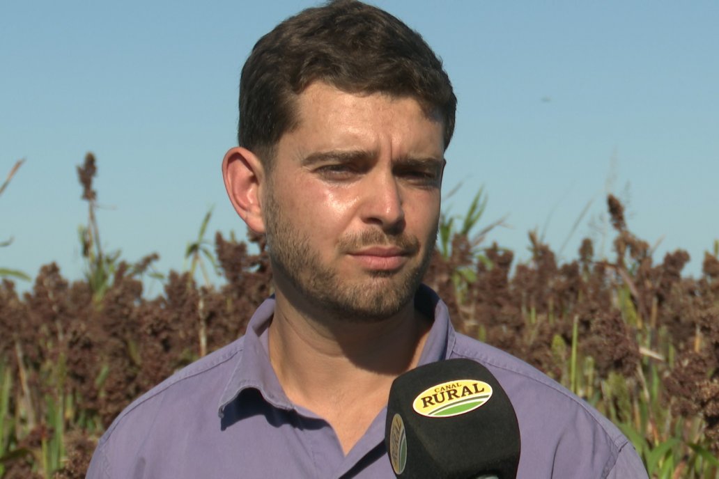 Cosecha de Sorgo en Estación Sosa : Mauro y Marcos Brondi