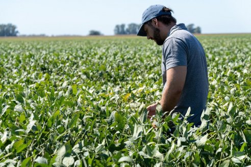 Expertos destacan la importancia de preservar el área foliar para definir del contenido de proteína y aceite