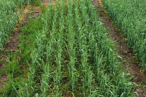FMC propone maximizar la eficiencia con su tecnología en herbicidas