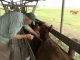 Fiebre aftosa: productores quieren seguir vacunando para mantener lejos a la enfermedad