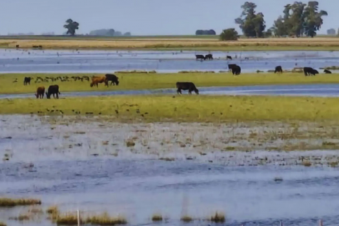 Inundaciones: brindan pautas para el manejo de la hacienda vacuna