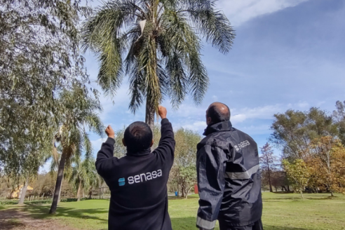 Jornada de prevención de picudo rojo de las palmeras