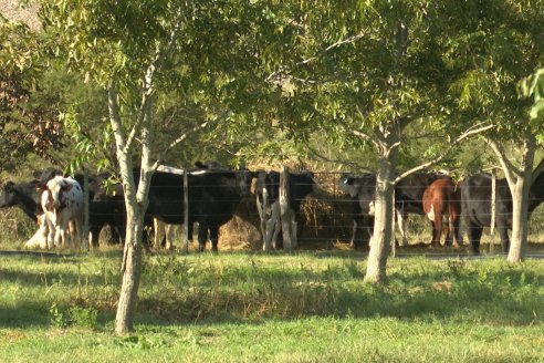 Visita a Pecanes LOYLA - Distrito Palmar - Departamento Diamante